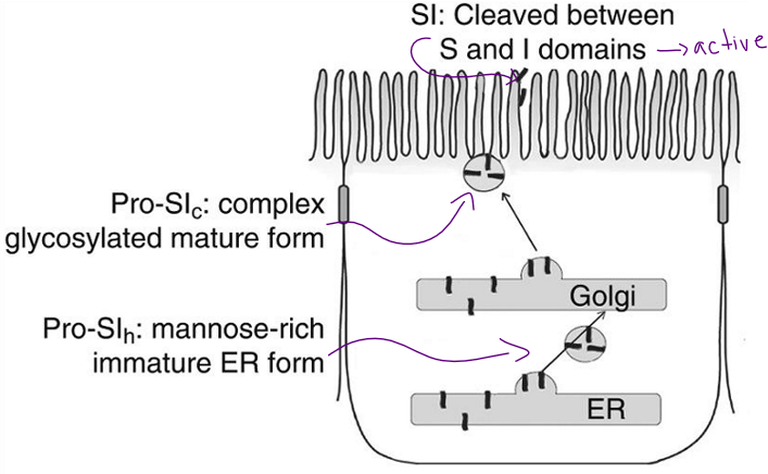 <p><span>&nbsp;</span>produced at the ER--> further processed in Golgi--> taken to apical side of cell</p>