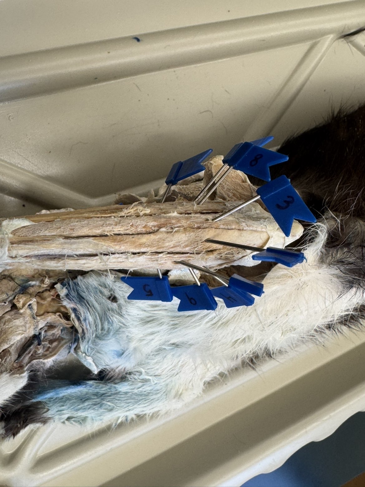 <p>Numbers:</p><p>8</p><p>3</p>