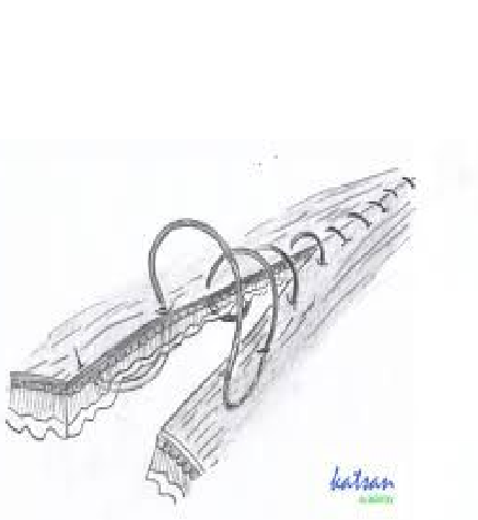 <p>connel</p>