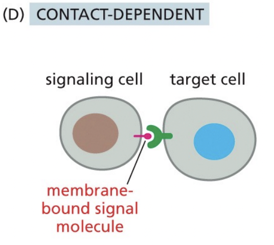 <p>Cells make direct physical contact through signal molecules lodged in the plasma membrane of the signaling cell and receptor proteins embedded in the plasma membrane of the target cell (transmembrane protein signaling between two neighboring cells)</p>