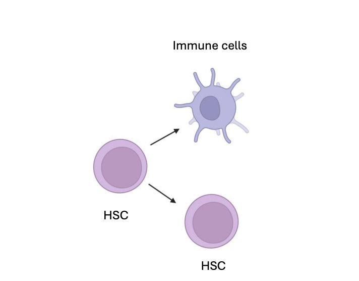 <p><strong><u>Hematopoietic</u></strong> stem cells (HSC cells) generate immune cells while self-renewing.</p>
