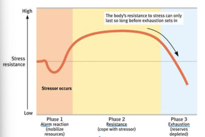 <ul><li><p>How do you adapt/deal w/ stress?</p></li><li><p><u>Phase 1: Alarm Reaction (mobilize resources)</u></p><ul><li><p>freaking out</p></li><li><p>adrenaline/cortisol released</p></li><li><p>SNS is active to prepare for fight or flight response</p></li><li><p>Ex> see bear chasing you; panicking when you hear the new of the pop quic</p></li></ul></li><li><p><u>Phase 2: Resistance (cope with stressor)</u></p><ul><li><p>Fight</p></li><li><p>actively cope/deal w/ the stress</p></li><li><p>Ex> run from bear; study a lot / look through notes</p></li></ul></li><li><p><u>Phase 3: Exhaustion (reserves depleted)</u></p><ul><li><p>Literally exhausted</p></li><li><p>HR/BP ↓, respiratory rate ↓</p></li><li><p>parasympathetic NS brings back to homeostasis</p></li><li><p>Ex> too tired to run more; HR can’t beat as fast, falling asleep while studying → test is DONE</p></li></ul></li></ul><p></p>