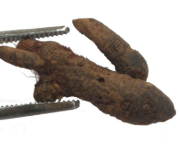 <p>Hương phụ- Cyperus rotundus, Cyperaceae- thân rễ- t.dầu (cyperen)- chữa kinh nguyệt ko đều, đau bụng kinh </p>