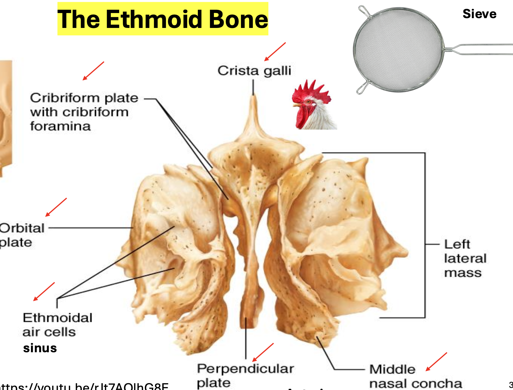 knowt flashcard image