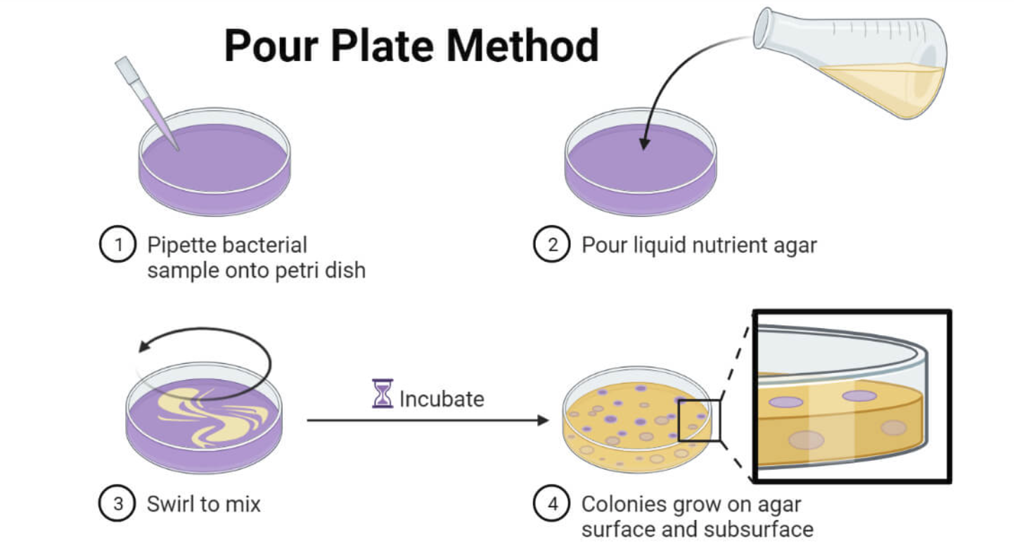 <p>pipette 0.1mL of diluted sample onto an empty sterile plate, add melted nutrient agar, swirl to mix, wait for medium to solidify, then incubate.</p>