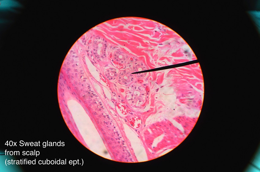 <p>What tissue is this?</p>