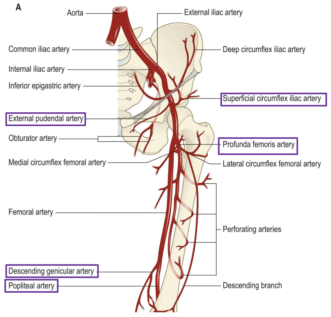 <ul><li><p>deep external pudendal a.</p><ul><li><p>deeper, also running medially to perineum</p></li></ul></li><li><p>deep femoral a (profunda femoris)</p><ul><li><p>sits deep to femoral a</p></li></ul></li><li><p>descending genicular (knee)</p><ul><li><p>gives off branch before becoming popliteal</p></li></ul></li><li><p>popliteal a</p><ul><li><p>name change after adductor hiatus</p></li></ul></li></ul><p></p>