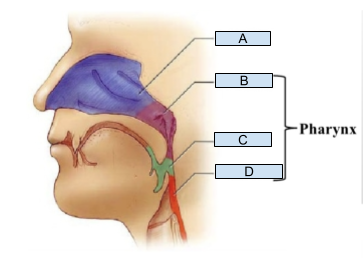 <p>Which structure is labeled A?</p>