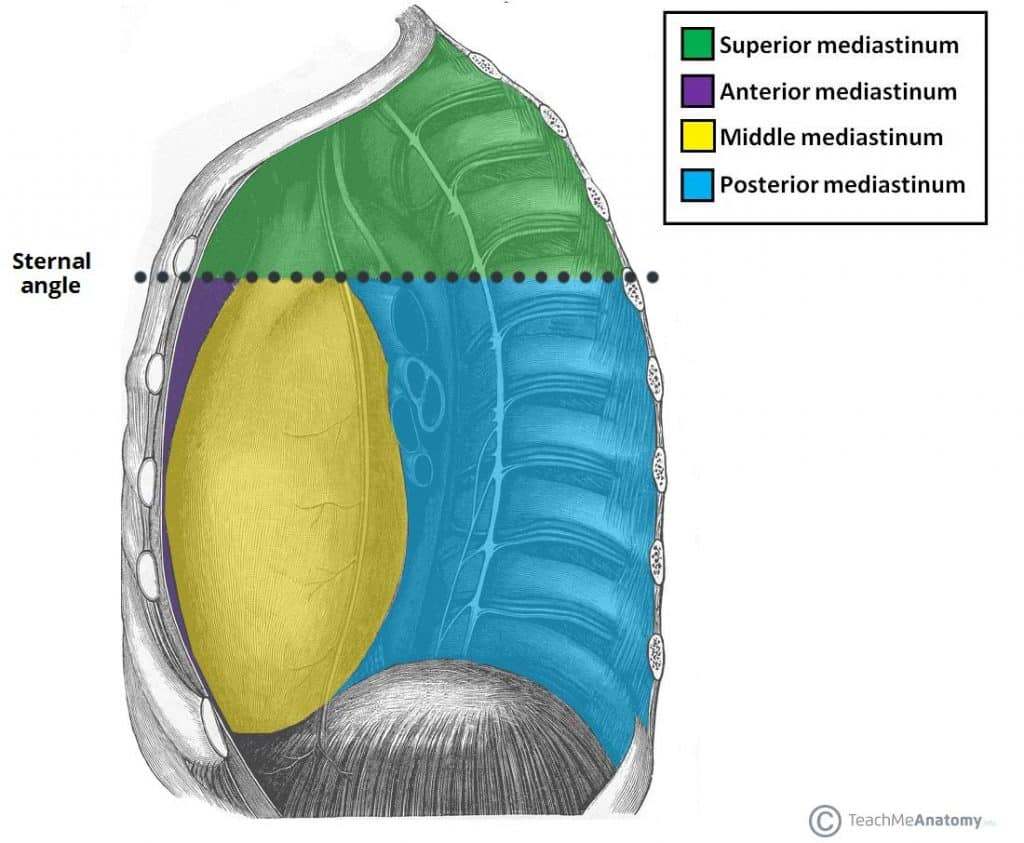 <p>-this area is part of the thoracic cavity</p><p>-<span style="font-family: "Times New Roman"; line-height: normal; font-size: 7pt;"> </span>the heart is snugly enclosed within this area</p>
