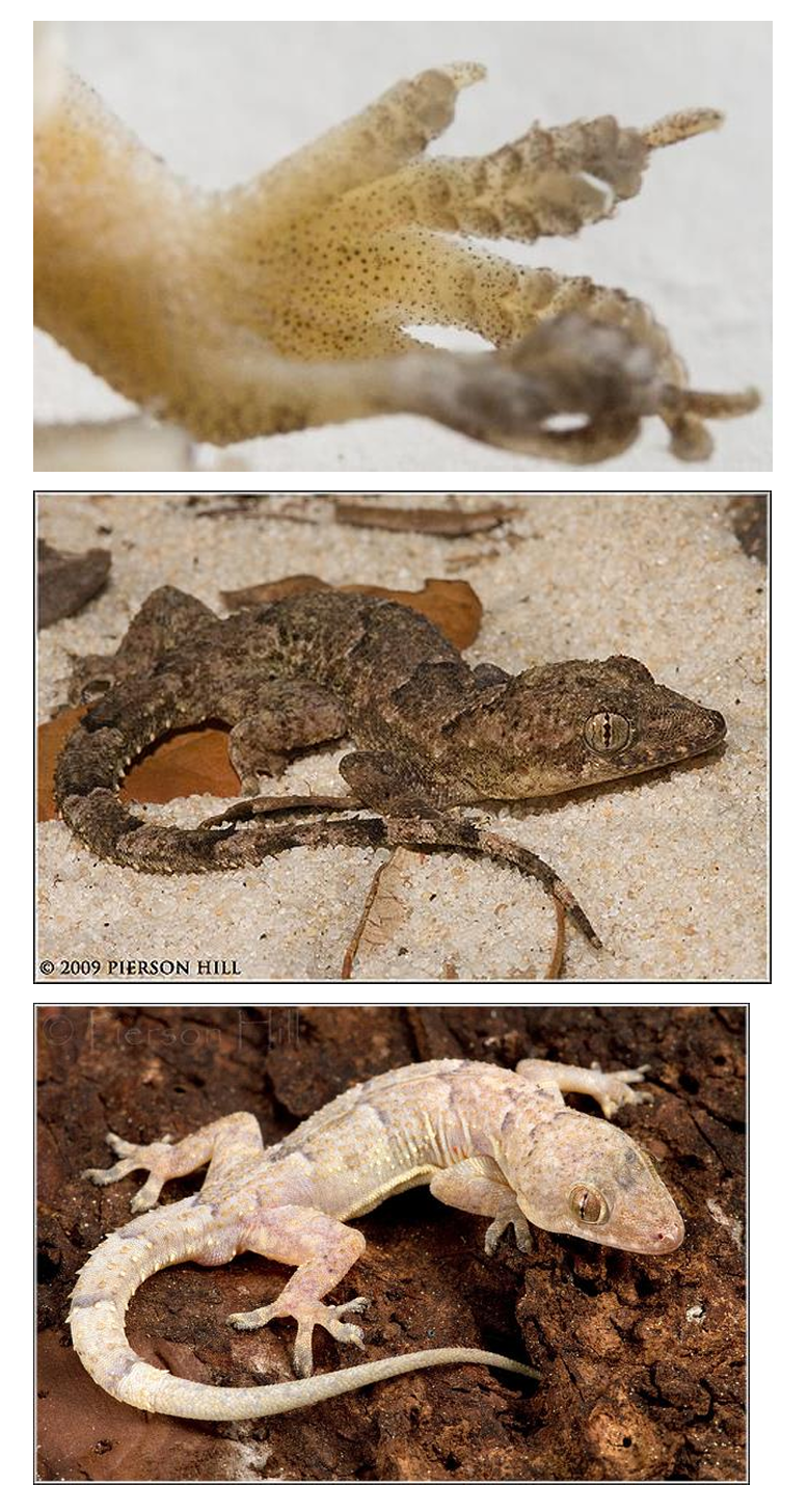 <p>Family: Gekkonidae</p><p>Family name: Geckos</p>