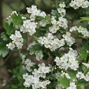 <p>Crataegus monogyna </p><p>Hawthorn</p><p><span>A rounded deciduous tree to about 10m in height, with thorny branches and glossy, deeply lobed dark green leaves, colouring gold in autumn. Flat sprays of fragrant, creamy-white flowers with pink anthers, are produced in late spring, followed by plentiful dark red edible berries in autumn. The fruit can be made into jellies or used for making herbal tea</span></p>