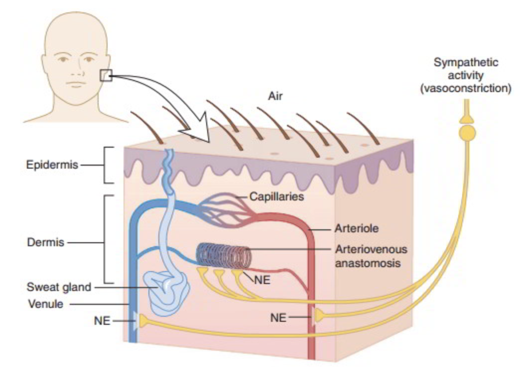 <p>Sweating and blood flow</p>