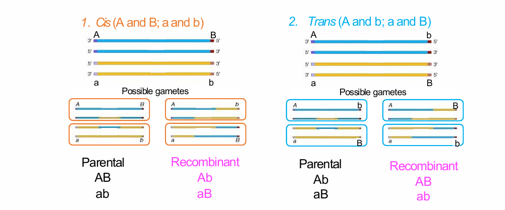 <p>How do cis and trans configurations differ in their parental and recombinant gametes?</p>