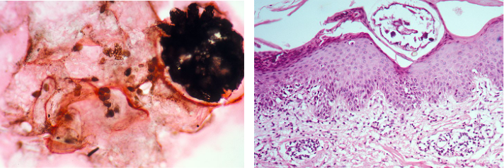 <p>What organism is this?</p>