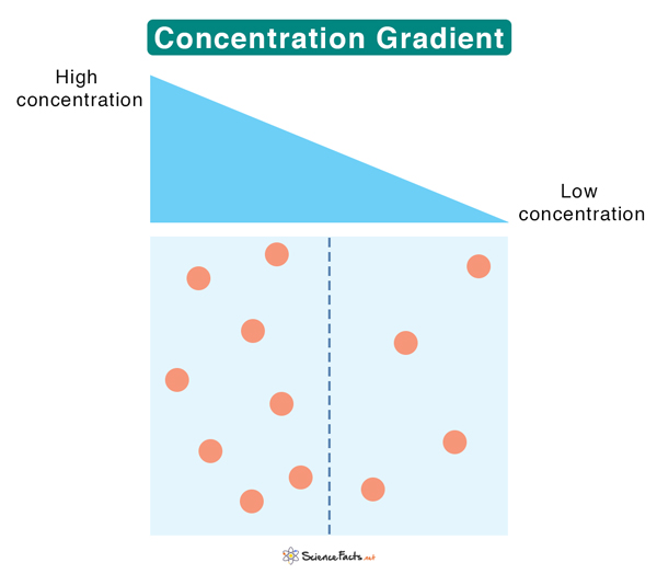 <p>a change in concentration across distance (biology means a change across a membrane)</p>