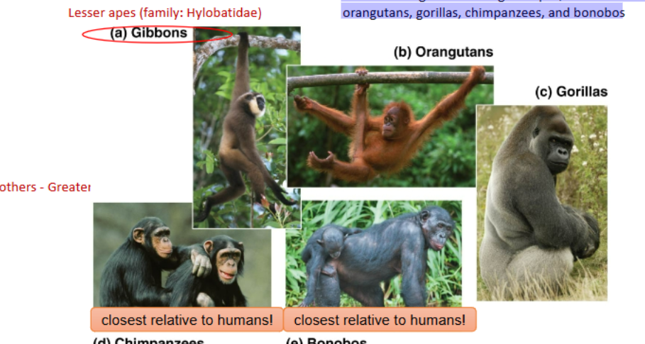 <p>-no tail; trees &amp; ground</p><p>-A Hominid - any member of the family Hominidae -</p><p>Includes living and extinct great apes, modern humans,</p><p>orangutans, gorillas, chimpanzees, and bonobos</p>