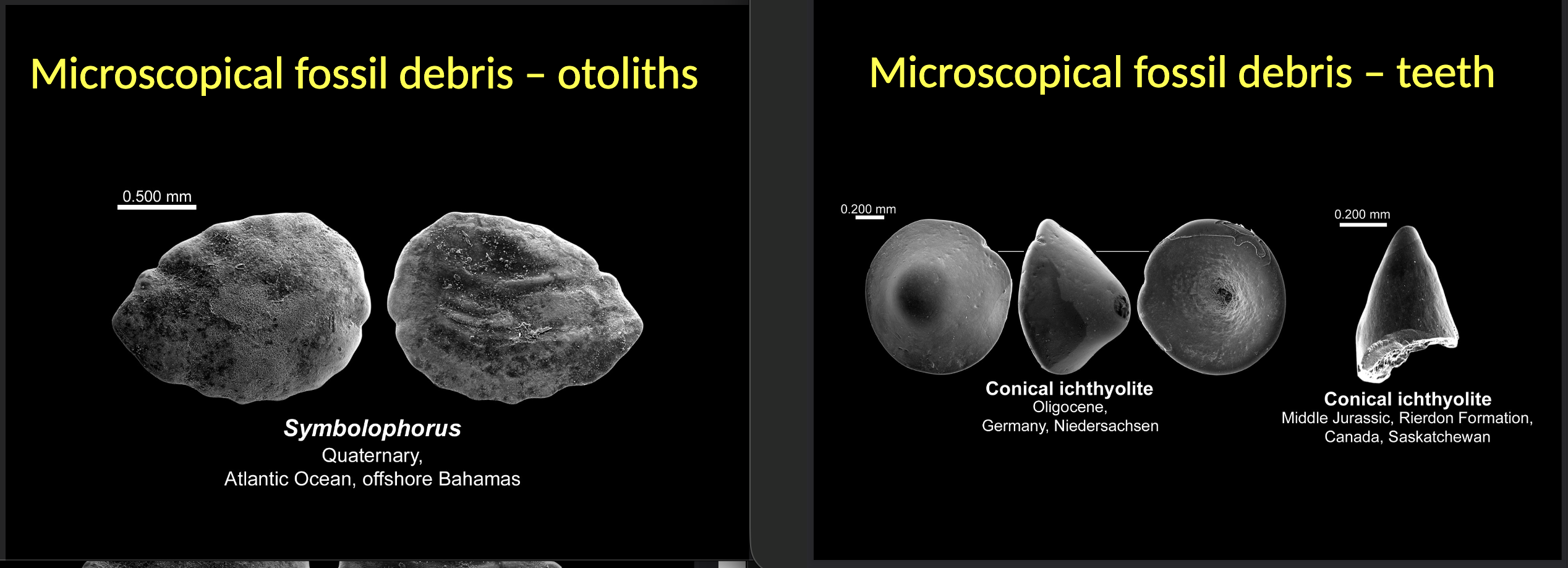 <p>Otoliths = Mineralized parts of the internal ear used for body balance  </p>