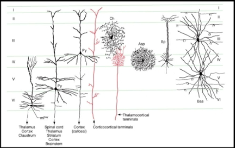<p>Pyramidal</p><ul><li><p>All players expect layer 1 (molecular); prominent in layers 2,3,5</p></li><li><p>Large apical dendrite —> extends towards molecular layer; Basal dendrites —> project horizontally</p></li><li><p>Major output pathway of the cerebral cortex (projection, association, and collosal fibers)</p></li><li><p>Giant pyramidal neurons of Betz (only motor cortex; in layer 5)</p></li></ul><div data-type="horizontalRule"><hr></div><p>Intrinsic</p><p>Stellate (aspiny and spiny) neurons</p><ul><li><p>Most numerous in layer 4 —> receives thalamacortical projections</p></li><li><p>Spiny stellate cells only excitatory interneurons (Glu)</p></li></ul><p>Chandelier cells</p><ul><li><p>Layer 3, dendrites in layer 4</p></li></ul><p>Basket cells</p><ul><li><p>Layer 3 and 5; dendrites in all layers</p></li></ul><p>Cells of Martinotti</p><ul><li><p>Found in deeper layers; multipolar neurons w/ short branching dendrites and an axon that projects to more superficial layers. </p></li></ul><p>Note: Fusiform shaped modified pyramidal cells that project to thalamus are found in layer 6</p>