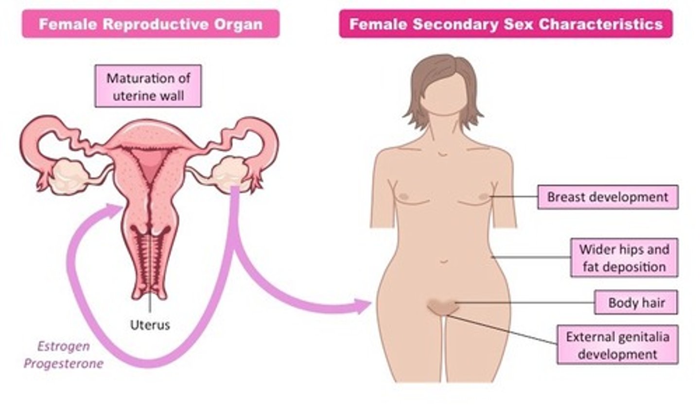 <p>secondary sex characteristics</p>