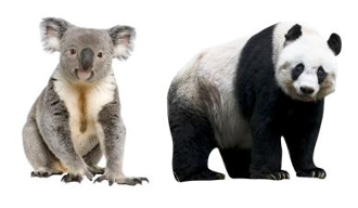 <ul><li><p>less adaptable b/c specialized needs</p></li><li><p>↑ likely → extinct</p></li><li><p>use specific set of resources</p></li><li><p>easily affected by changing conditions</p></li><li><p>advantage w/ constant conditions</p><ul><li><p>survive REALLY well w/ specific conditions </p></li><li><p>tradeoff </p></li></ul></li></ul><p></p>