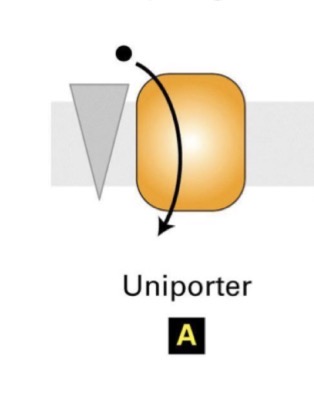 <p>Involves moving one specific ion or molecule at a time. They can be channel proteins too, but with active transport, only the carriers are used.</p>