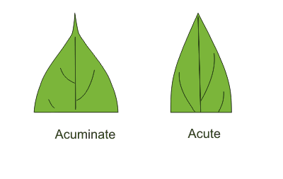 <p>tapering to a point; <span>edges near the tip usually curve inward or look slightly hollow (concave) before meeting at the very end</span></p>