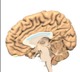 <p>identify</p>