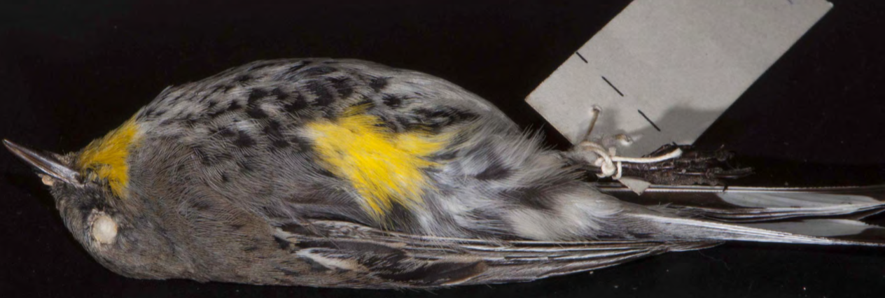 <p>Yellow-rumped Warbler</p>