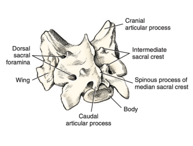 <p>Q: The bodies and processes of the three sacral vertebrae fuse in the adult to form the …… </p><p>A. Coccyx </p><p>B. Sacrum </p><p>C. Sternum </p><p>D. Costal Arch</p>