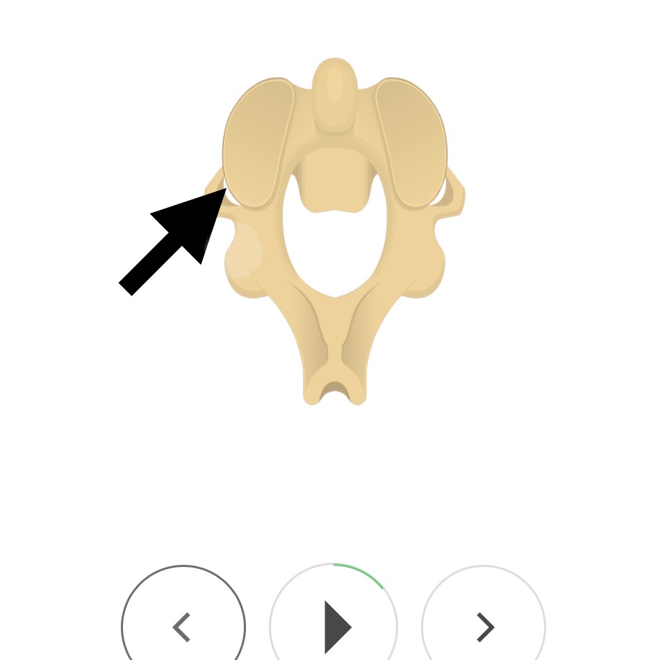 <p>Transverse foramen</p>