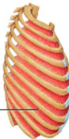 <p>internal intercostals</p>