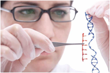 <p>Making changes to the DNA code of a living organism</p>
