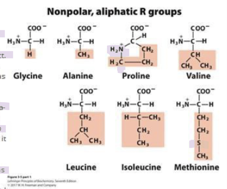 <ul><li><p>has a secondary amino group</p></li><li><p>the side chain of proline forms a covalent bond with the amino group, making it cyclic </p></li><li><p>it’s usually on the surface of proteins bc the rigid ring structure is suited for U turns in protein structures </p></li><li><p>it’s still in the aliphatic classification </p></li></ul><p></p>