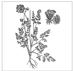 <p>Identify the species</p>