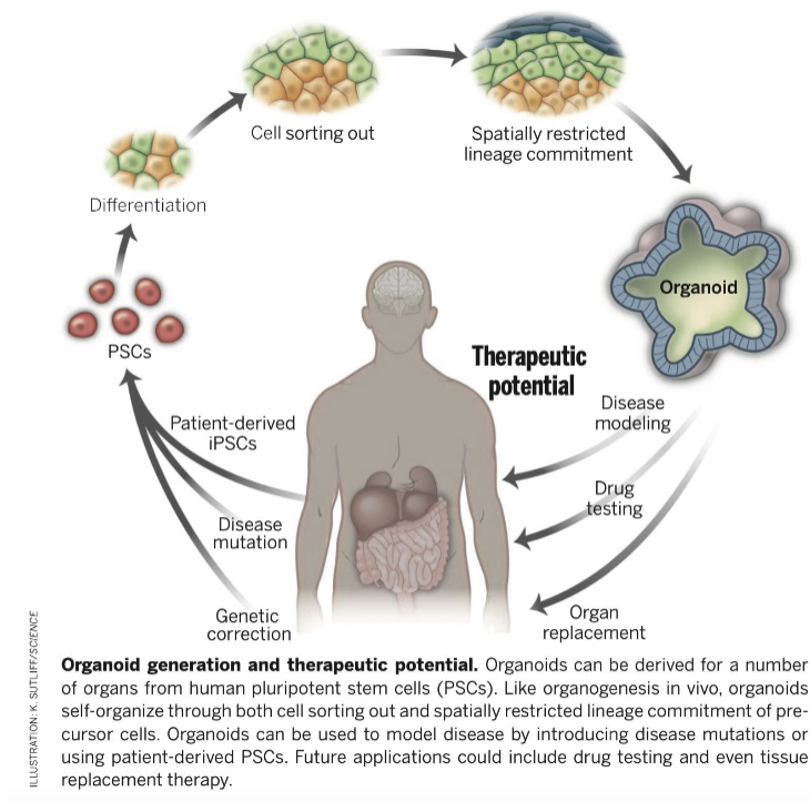 <p>once converted back to stem cells, iPSCs can be reprogrammed back into desired organs using specific transcription regulators to study diseases or personalize medicine</p>