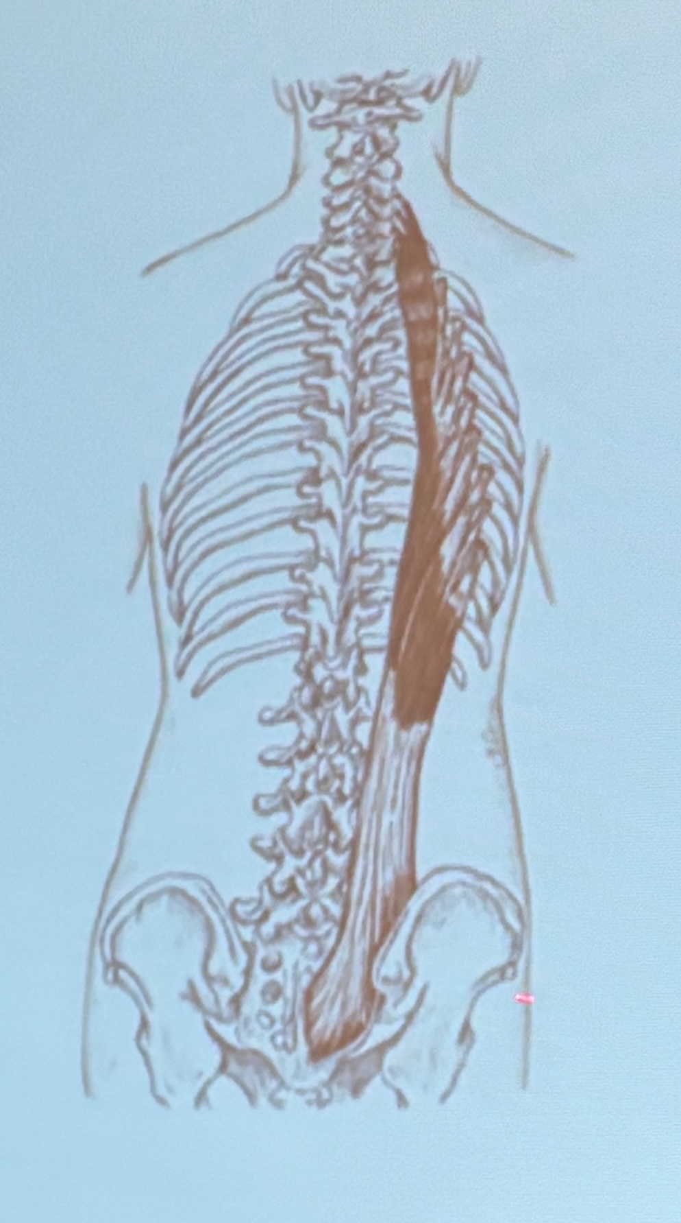 <p>Muscle name?</p>