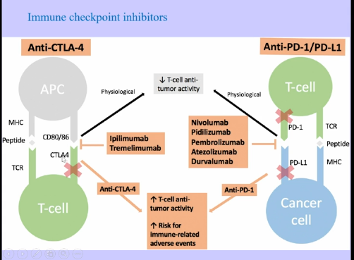 <ul><li><p>many cells express stress-induced ligands</p></li><li><p>many can also express cytotoxicity</p></li></ul><p></p><p>Negative Signaling</p><ul><li><p>CTLA-4 → can be coinhibitory, binding to CD80/CD86, turning T cells off</p></li><li><p>Tumor cells can express PD-L1, which binds to PD-1, also turning T cells off </p></li></ul><p></p>