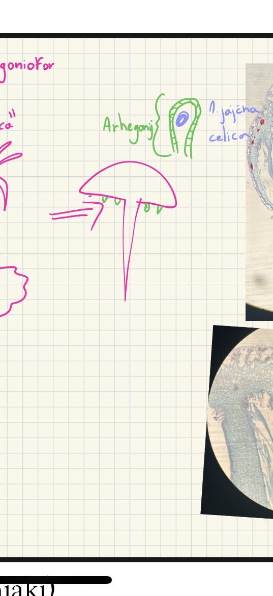 <p>Deblo streptophyta</p><p>Poddeblo marchantiophytina - jeternjaki</p><p class="has-focus is-empty">Razred krpati/ steljkasti</p><p class="has-focus is-empty">Studencni jezernjak</p><p class="has-focus is-empty">Ženski gametofit arhegonij</p><p class="has-focus is-empty"></p>