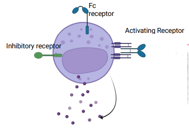 <p><strong><u>contain granules with cytolytic molecules</u></strong></p><ul><li><p>perforin &amp; granzyme B</p></li></ul><p><strong><u>can also produce inflammatory mediators</u></strong></p><ul><li><p>interferon-y</p></li></ul><p></p>