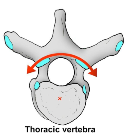 <ul><li><p>Rotation & side-bending</p></li><li><p>Movement in the coronal plane</p></li><li><p>Range of motion is restricted by the ribs</p></li></ul><p></p>