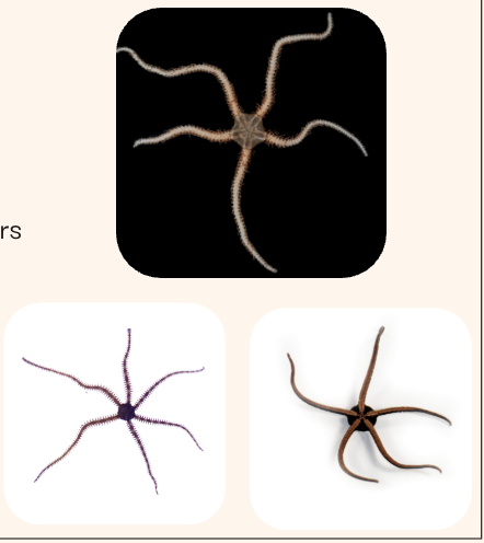 <ul><li><p>Brittle stars</p></li><li><p>Star-shaped long arms, tube feet reduced, not used for locomotion</p></li><li><p>Respire with bursae</p></li><li><p>Fastest echinoderms</p></li><li><p>Can drop and regenerate arms to escape predators </p></li></ul><p></p>