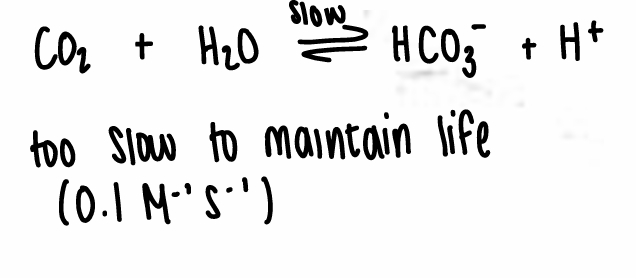 <p>The most important zinc protein and one of the most efficient enzymes.</p><ul><li><p>HCA is able to take a reaction with a rate constant of 0.1 M-1s-1 and increase it by 109.</p></li><li><p>HCA catalyses the conversion of CO2 into HCO3-.</p></li><li><p>It is diffusion limited.</p></li></ul><p></p>