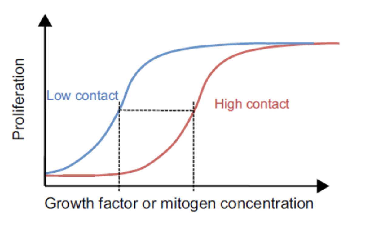 <p>Hvad betyder <strong>contact-dependent inhibition of growth</strong>?</p>