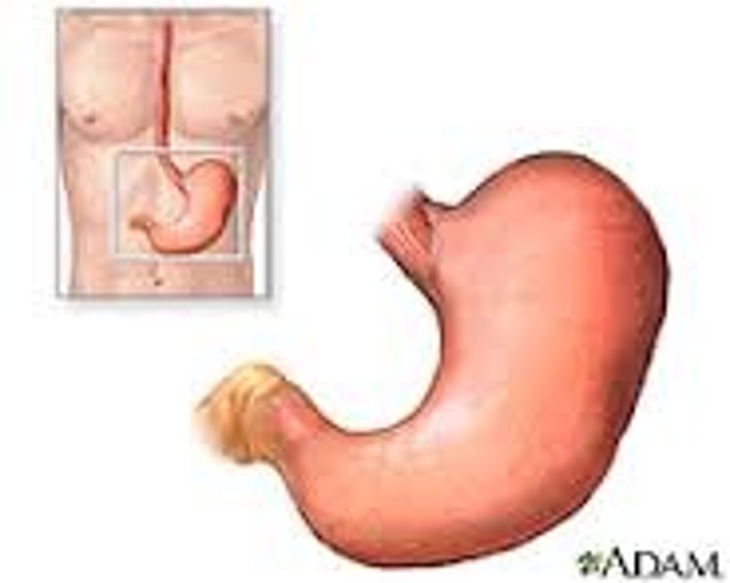 <p>your food goes here when you swallow it.</p>