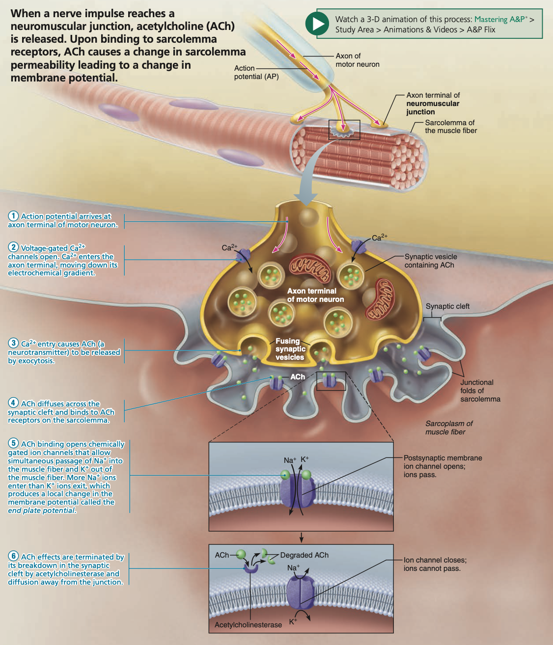 <ol><li><p>Action potential travels down to axon terminal of <strong><em><u><mark data-color="yellow" style="background-color: yellow; color: inherit;">somatic motor neuron</mark></u></em></strong></p></li><li><p>Due to processed (refer to previous notes), Ca2+ voltage-gated ion channels open, allowing Ca2+ to rush into the neuron’s axon terminal</p></li><li><p><em>Ca2+ sensing protein “synaptotagmin</em>” found on the surface of vesicles within the axon terminal activate</p></li><li><p>These vesicles containing neurotransmitters (in muscle contractions, <strong><em><u><mark data-color="purple" style="background-color: purple; color: inherit;">Ach</mark></u></em></strong>), fuse with the axon terminal’s cell membrane</p></li><li><p><strong><em><u><mark data-color="purple" style="background-color: purple; color: inherit;">Ach</mark></u></em></strong> is released into the <strong><em>neuromuscular junction via exocytosis.</em></strong></p></li><li><p><strong><em><u><mark data-color="purple" style="background-color: purple; color: inherit;">Ach</mark></u></em></strong> binds to receptors on the <mark data-color="green" style="background-color: green; color: inherit;">chemically-gated/ligand-gated Na+ channels</mark> on skeletal muscle cells.</p></li></ol><p></p>
