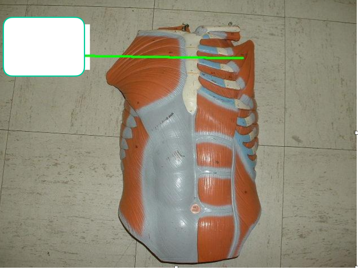 <p>under pec major</p>