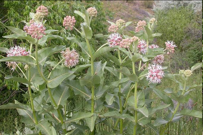 <p>a hardy, upright perennial native to western North America, recognized for exuding a milky sap and bearing striking, crown-shaped pink-purple flowers in spherical clusters. It provides vital habitat and food for caterpillars, butterflies, and hummingbirds.</p>