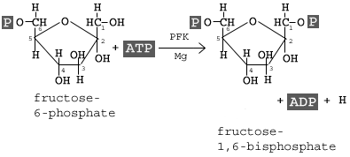 <p>Step 3</p><p>Fructose-6-phosphate is converted to fructose- 1,6-<em>bi</em>sphosphate (FBP)</p><p>uses 1 additional ATP molecule for second phosphate</p><p>ATP → ADP</p>