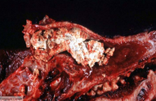 <p>diagnostico etiologico (cão)</p>