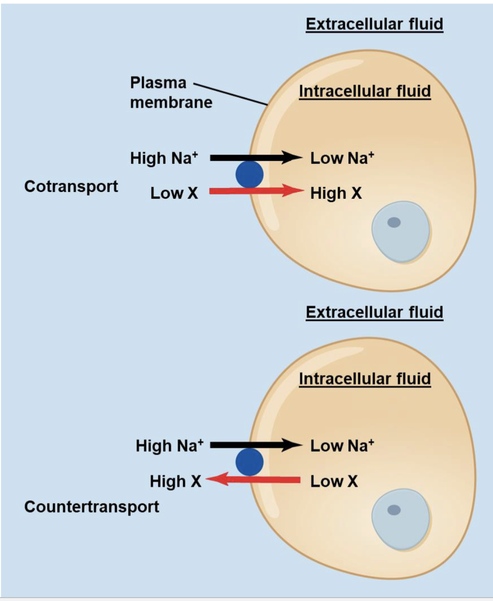 <ul><li><p>Type of secondary active transport </p></li><li><p>Both substances are moving from the same side of the plasma membrane to the other side of the plasma membrane </p></li></ul><p></p>